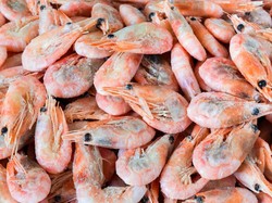 Kenapa Radioaktif Cs-137 Bisa Cemari Udang Asal RI? Ini Penjelasan Pakar UGM
