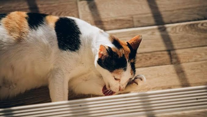 Keringat kucing tidak memiliki bau menyengat. Jadi, kecil kemungkinan kamu akan mencium aroma dari keringat mereka. Apalagi jumlahnya juga sangat sedikit, hanya muncul di area terbatas/Foto: Freepik