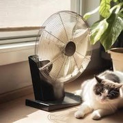 Apakah Kucing Bisa Berkeringat? Ini Jawabannya!