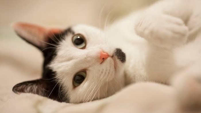 Kucing bisa berkeringat, tetapi jumlahnya berbeda-beda, tergantung jenisnya. Kelenjar keringat kucing terutama berada di telapak kaki, dagu, dan sekitar bibir. Jumlah keringat kucing jauh lebih sedikit/Foto: Freepik