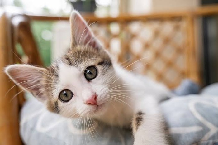 Ada banyak alasan kenapa kucing berkeringat. Penyebab paling umum adalah suhu panas. Selain panas, keringat kucing juga bisa muncul karena stres atau rasa cemas/Foto: Freepik
