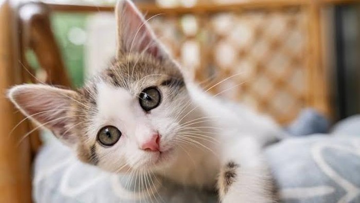 Ada banyak alasan kenapa kucing berkeringat. Penyebab paling umum adalah suhu panas. Selain panas, keringat kucing juga bisa muncul karena stres atau rasa cemas/Foto: Freepik