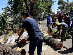 Dampak Angin Kencang di Mojokerto, Rumah Rusak-5 Pohon Tumbang