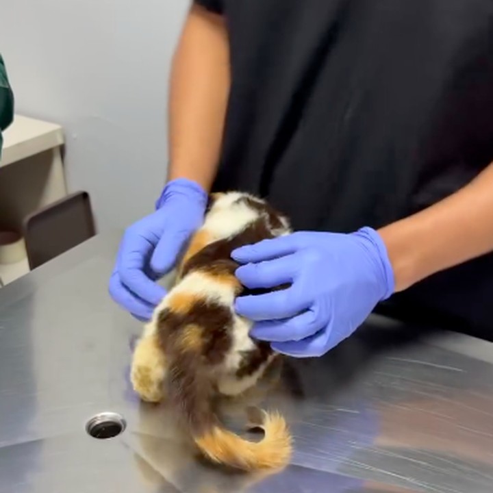 <p>Selain itu, kucing-kucing tersebut juga mendapat perawatan medis dari dokter hewan, Bunda. &ldquo;<em>Update check up </em>di vet: Berat badan 1 kg, seharusnya ini berat badan untuk kucing usia 4-5 bulan. Tapi gigi terlihat sudah lengkap &amp; permanen, berarti usianya sudah 8-9 bulan, sudah bukan kitten. Diduga ras British Shorthair. Calico betina. Pernafasan aman. Tak ada masalah respiratory. Kondisi kutuan tak mungkin terjadi hanya dalam 1-2 hari terakhir. Dikhawatirkan kutuan sebabkan anemia. Dari sample pup, memang ada <em>slight overgrowth</em> bakteri normal, bisa jadi disebabkan imunitas turun/stres,&rdquo; tulis Sherina.&nbsp;(Foto: Instagram@sherinamunaf)</p>