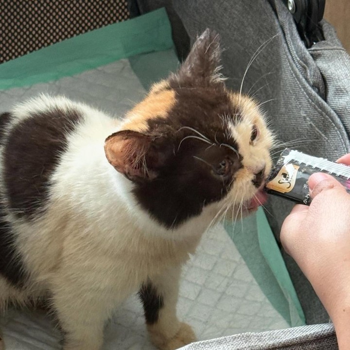 <p>Hingga saat ini, Sherina juga masih melakukan pemantauan terhadap oknum yang mencuri kucing-kucing tersebut. &ldquo;Kami tegaskan: kepada siapapun yang mencuri atau memperjualbelikan kucing-kucing ini, kalian sedang berada dalam pantauan kami,&rdquo; tegasnya.&nbsp;(Foto: Instagram@sherinamunaf)</p>