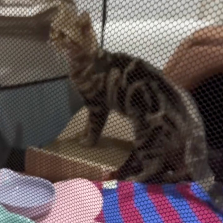 <p>Misalnya, seperti kucing Uya yang satu ini. Sherina mengungkap bahwa kucing bernama Daisy itu telah diamankan. &ldquo;<em>Update:</em> Daisy, salah satu kucingnya, sudah ditemukan dan diamankan. Besok akan dibawa ke vet,&rdquo; tulis Sherina, dikutip dari laman Instagram <em>@sherinamunaf, </em>Selasa (2/9/2025).&nbsp;(Foto: Instagram@sherinamunaf)</p>