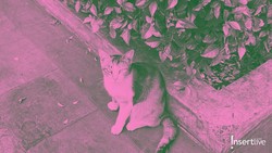 Link Bikin Foto Profil Brave Pink Hero Green untuk Dukung Demo