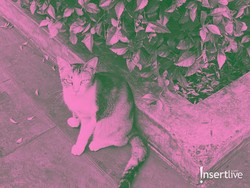 Link Bikin Foto Profil Brave Pink Hero Green untuk Dukung Demo