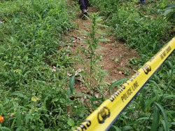 Pria Bikin Ladang Ganja di Bulukumba Belajar Menanam Lewat YouTube