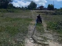 Ular Piton 7 Meter di Konsel Mati Ditebas Warga Usai Hendak Mangsa Babi Hutan