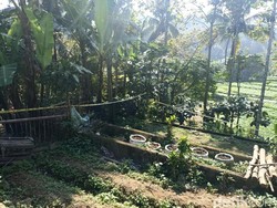 Pemilik Ladang Ganja Blitar Ngaku ke Tetangga Nanam Bibit Cabai