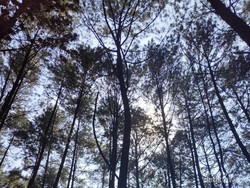 Kemping Seru Akhir Pekan Bareng Teman di Bogor