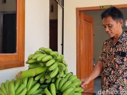 Unik! Warga Ponorogo Bayar Pajak Pakai Pisang Cavendish