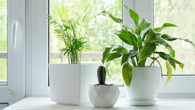 10 Tips Feng Shui Menata Tanaman Hias Agar Energi Positif Mengalir di Rumah