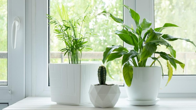 Ilustrasi tanaman hias Home plants and flowers on white wooden windowsill. Chamaedorea elegans and Spathiphyllum