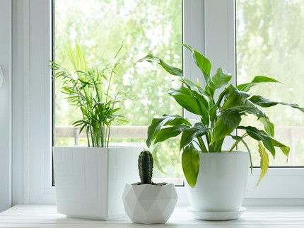 10 Tips Feng Shui Menata Tanaman Hias Agar Energi Positif Mengalir di Rumah