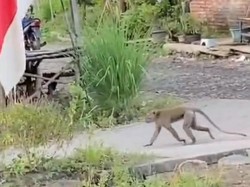 Detik-detik Bocah 5 Tahun di Pasuruan Diserang Monyet Saat Bermain