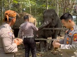 Bantu Penuhi Nutrisi Gajah di PLG Sebanga, Polisi Kirim 1 Pikap Nanas