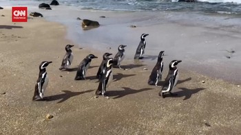 VIDEO: Sembilan Penguin Magellan Dilepas di Pesisir Chile