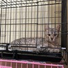 Kucing Eko Patrio Sempat Dijarah, Kini Kembali dan Dalam Pengobatan
