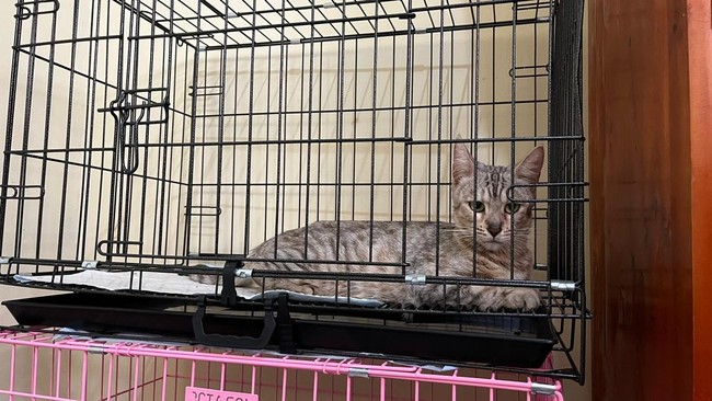 Kucing Eko Patrio, Herme, hilang saat penjarahan, ditemukan dalam kondisi stres, kini dirawat dokter hewan untuk pemulihan fisik dan psikologis.
