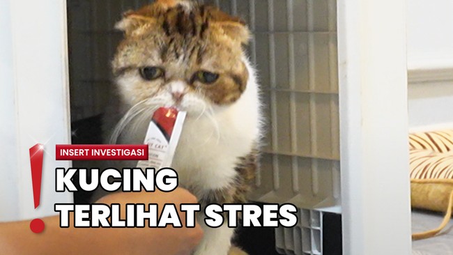 Rumah Uya Kuya Dijarah, Tetangga Bantu Selamatkan Kucing