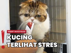 Rumah Uya Kuya Dijarah, Tetangga Bantu Selamatkan Kucing