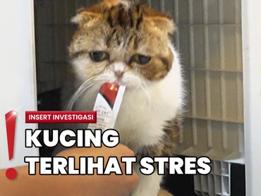 img-title Rumah Uya Kuya Dijarah, Tetangga Bantu Selamatkan Kucing