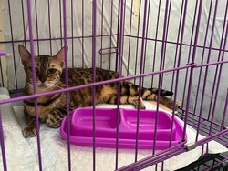 Dibawa Massa Saat Penjarahan, Kucing Eko Patrio Alami Luka & Stres