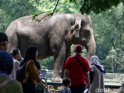 Serba-serbi Ragunan Buka Wisata Malam Minggu