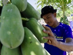 Jenis Kopi untuk Pemula hingga Petani Buah Raup Rp 50 Juta per Bulan