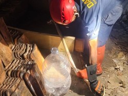 Aksi Heroik Damkar Evakuasi Kobra 1 Kg di Kulon Progo, Sempat Disembur Bisa