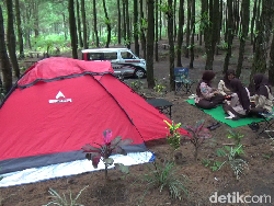 Wisata Hutan Pinus Sewu di Lereng Semeru, Ada Jeep Tour hingga Camping