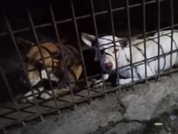 2 Anjing Ditemukan Mati Dijagal Pelaku di Pekanbaru, 1 Gosong