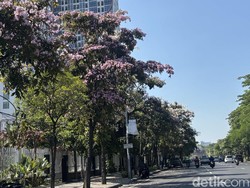 Cantiknya Bunga Tabebuya Bermekaran di Surabaya, Mirip Negeri Sakura