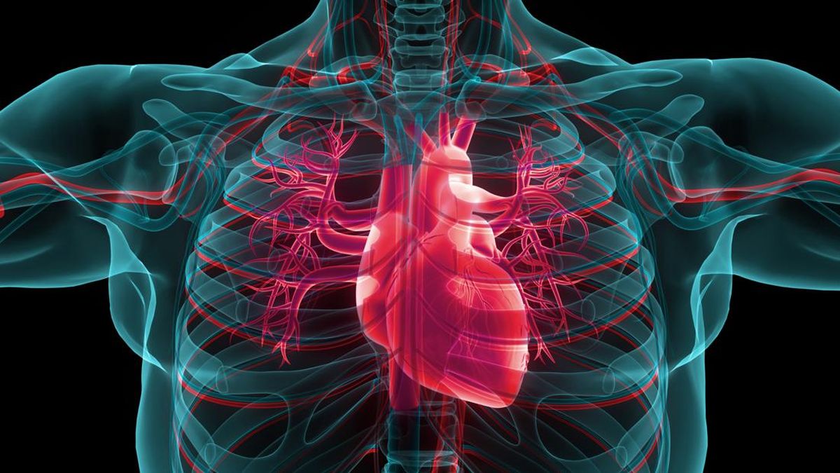 Fungsi Organ Jantung pada Manusia dan Cara Menjaganya Tetap Sehat