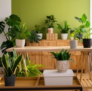 4 Jenis Tanaman Hias yang Bikin Interior Rumah Makin Nyaman dan Hidup