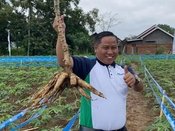 Narji Punya Lahan 1.000 Hektar hingga Indomie Jadi Mie Instan Terenak