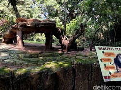 Blak-blakan Dedi Mulyadi soal Nasib Bandung Zoo