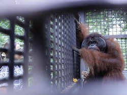 2 Orang Utan Selamat dari Peliharaan Ilegal, Kini Menetap di PPU
