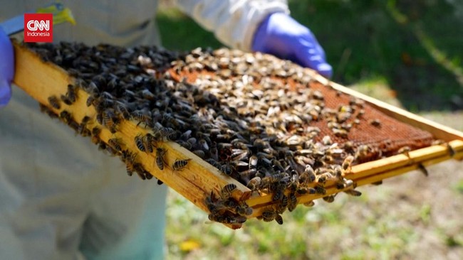 Lebah merupakan serangga sosial yang memiliki mekanisme adaptasi terhadap perubahan lingkungan, seringnya karena perubahan cuaca.