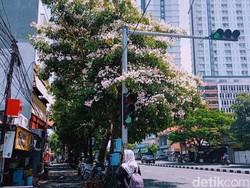 Jepret Cantik, Ini Spot Foto Tabebuya di Surabaya