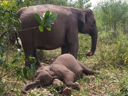 Kronologi Kematian Anak Gajah Tari di TN Tesso Nilo, Penyebab Diselidiki