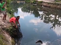 Warga Pleret Tangkap Ikan Aligator Saat Mancing di Sungai Belik