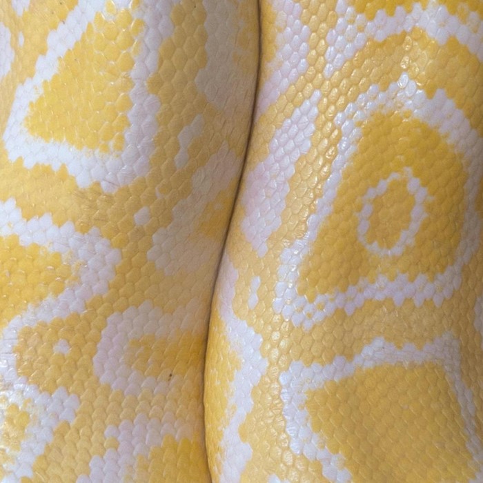 Kulit ular yang berserakan di rumah merupakan salah satu tanda bahwa ada ular bersembunyi.