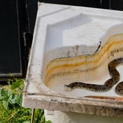 Waspada, Ini 6 Tanda yang Menunjukkan Ular Bersembunyi di Rumah