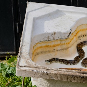 Waspada, Ini 6 Tanda yang Menunjukkan Ular Bersembunyi di Rumah