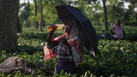 FOTO: Perjuangan Pemetik Teh India di Tengah Krisis Iklim