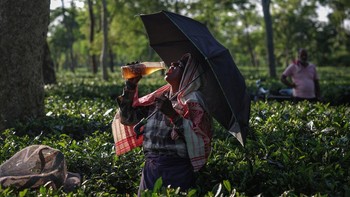 FOTO: Perjuangan Pemetik Teh India di Tengah Krisis Iklim