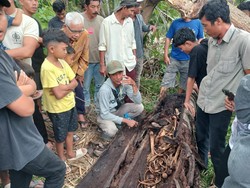 Ada Baju hingga Hp Bersama Mayat Dalam Pohon di Sumut